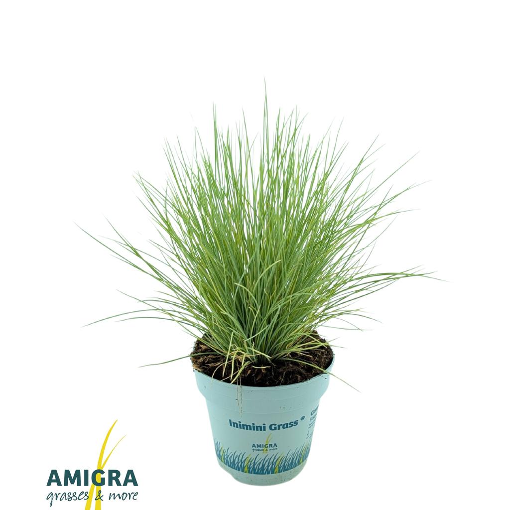 Picture of Festuca glauca AmiGold P10.5