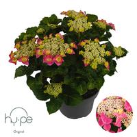 Hydrangea macr. Lacecap Pink