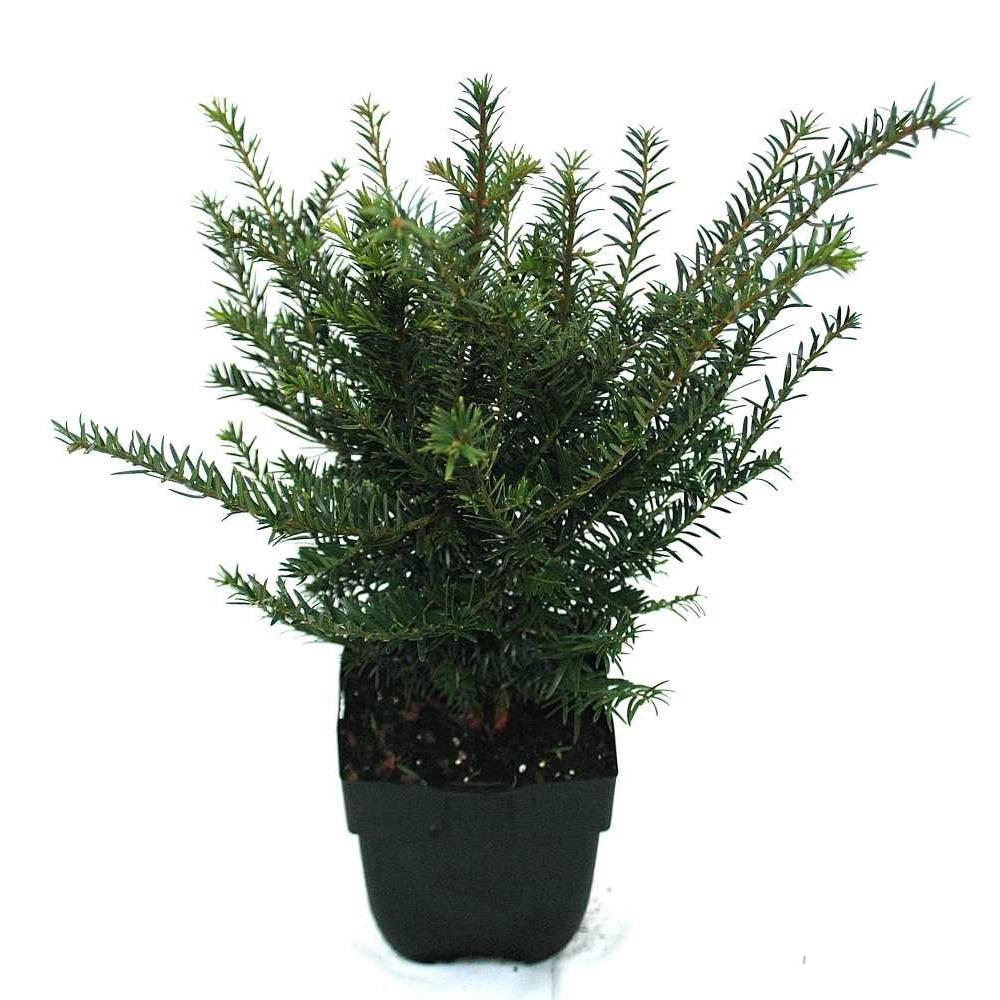 Billede af Taxus baccata P17 (2 Ltr) Square