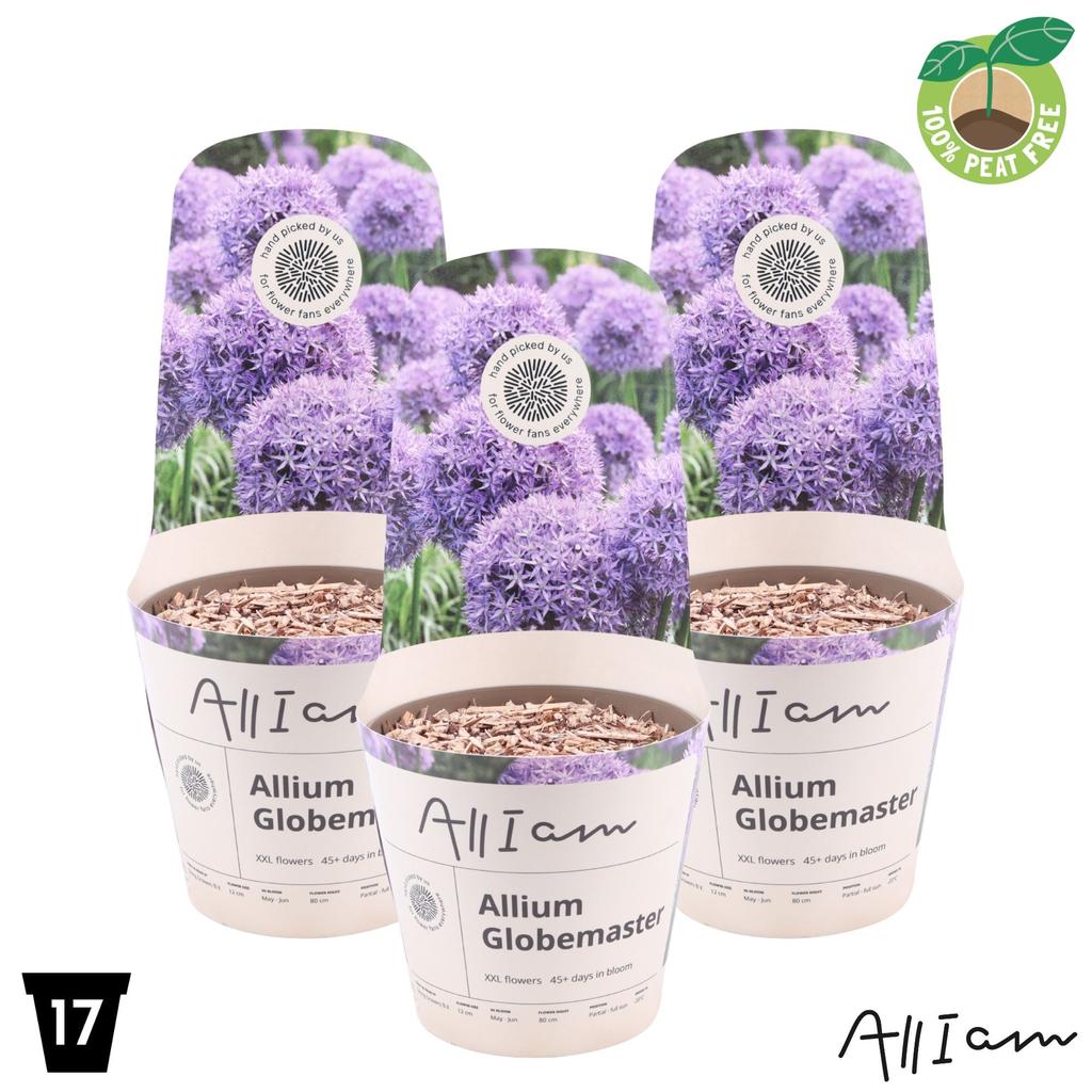 Picture of Allium Globemaster XXL P17-(2.5-LTR)