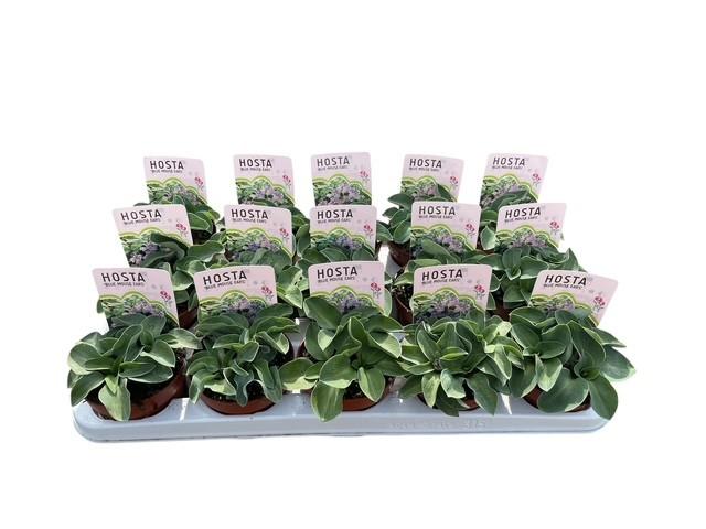 Picture of hosta blue mouse ears P10 18cm