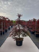 Acer pal. Garnet