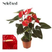 Anthurium Easy Red Selected