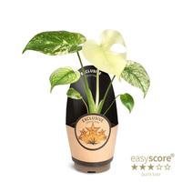 Monstera deliciosa Mint