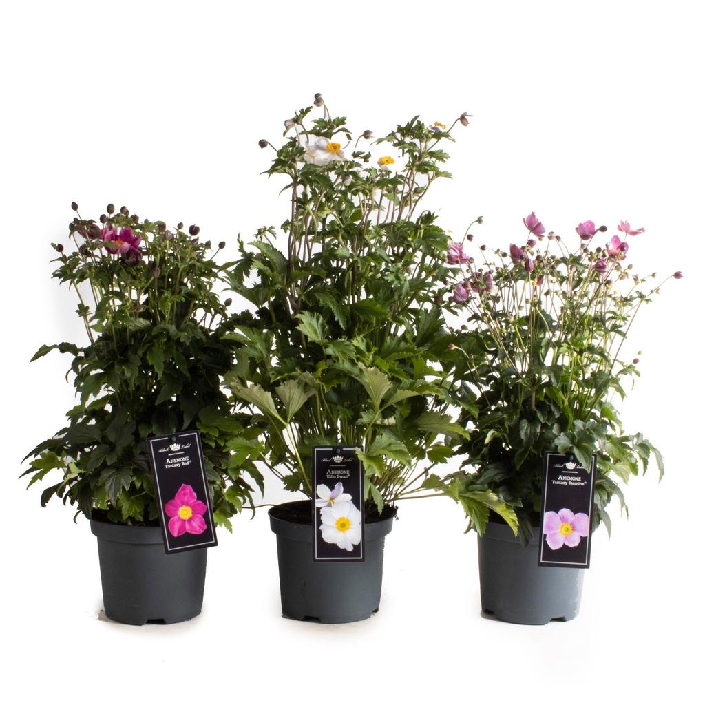 Picture of Anemone Fantasy in varieties P19 (3 Ltr)