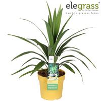 Cordyline aus. Emerald Star