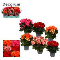Begonia in varieties