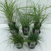 Miscanthus sin. in varieties