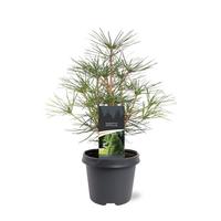 Sciadopitys verticilata
