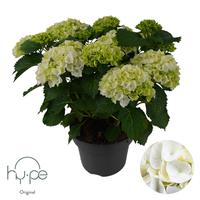 Hydrangea Mophead White 10+ Hy-pe Original