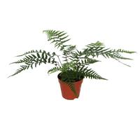 Dicksonia Antarctica (tasmanian tree fern) no label