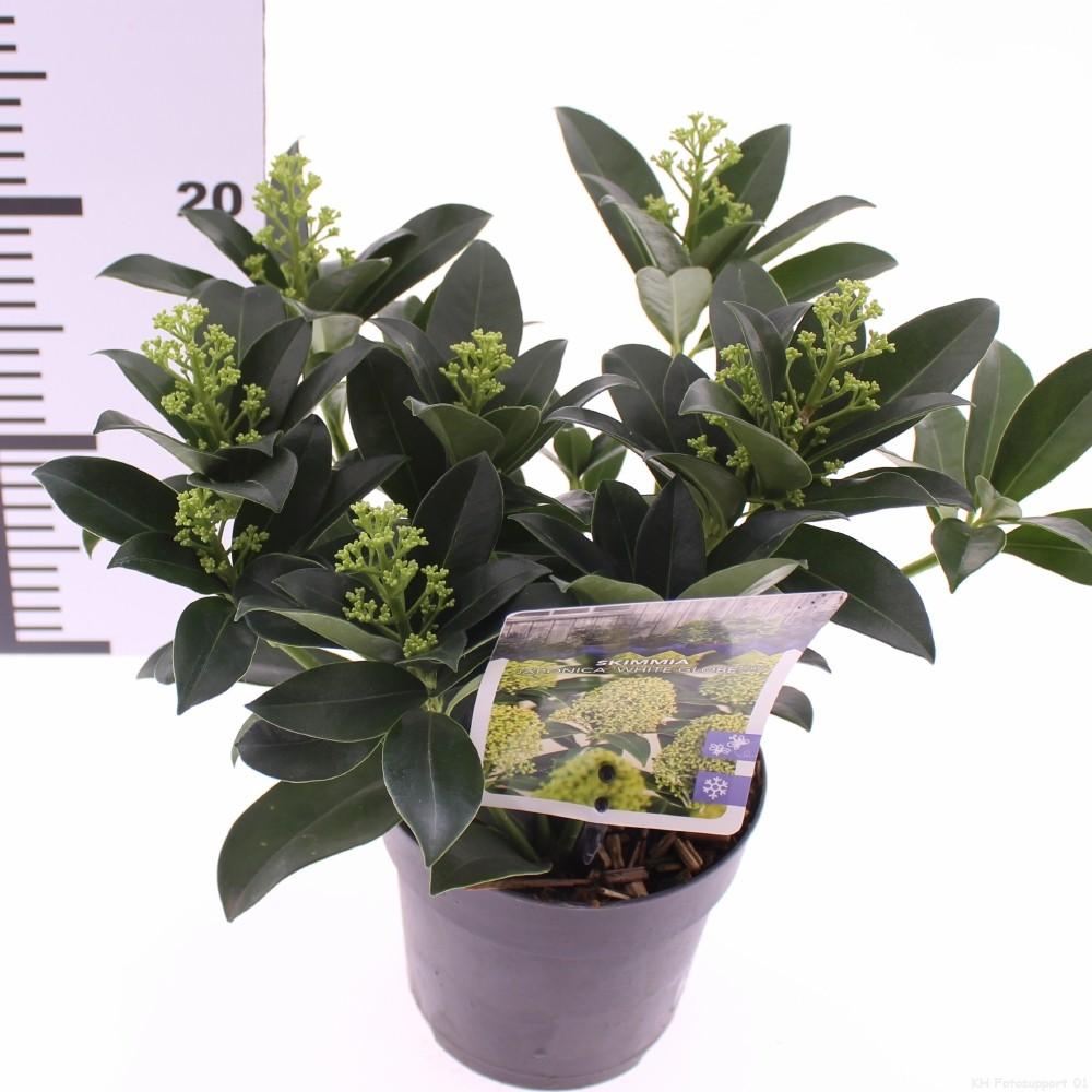 Picture of Skimmia jap. White Globe P13 4+ bloem