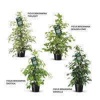Ficus benjamina forever varieties