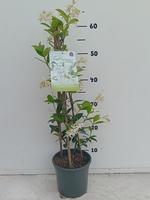Trachelospermum jasminoides