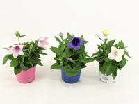 Platycodon in varieties on shelf