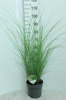 Miscanthus sin. Gracillimus
