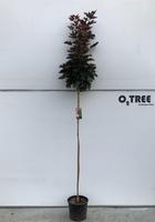 Acer Plat. Crimson Sentry