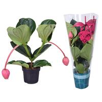 Medinilla Magnifica Flamenco 2 etage 2 buds in exclusive sleeve