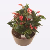 Anthurium Trillions Red in grey bowl