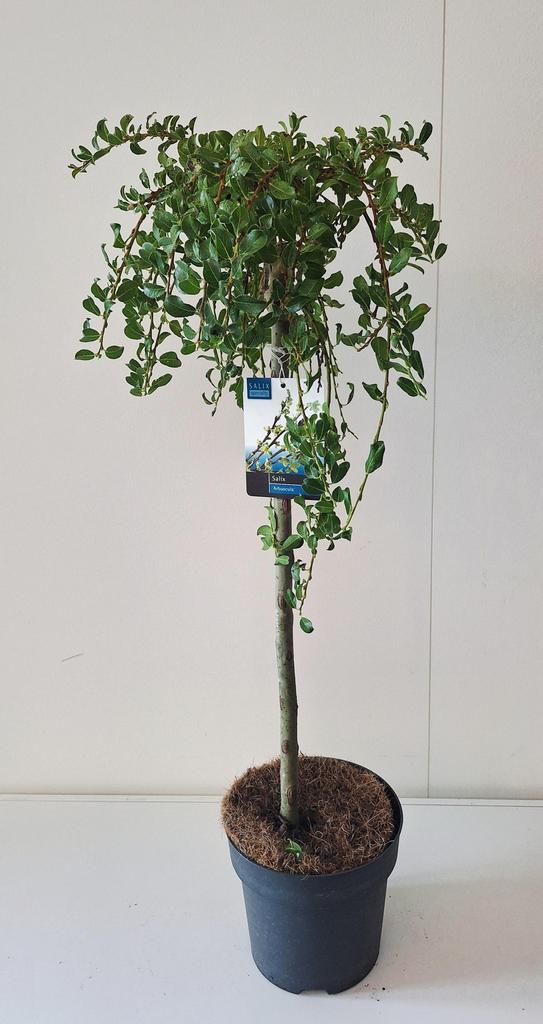 Picture of Salix arbuscula P19 (3 Ltr) 80/STD
