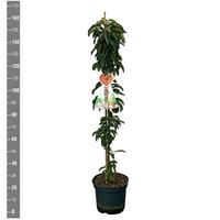 Malus dom. Red Sensation (Columnar)