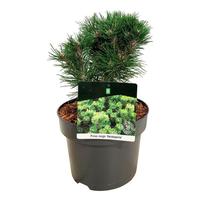 Pinus mugo Heideperle