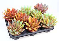 Echeveria Miranda chameleon special