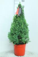 Picea gl. Perfecta