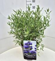 Caryopteris cland. Heavenly Blue