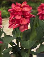 Canna Isabel F:pink/L:green waterplants