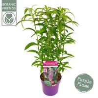 Rostrinucula dependens