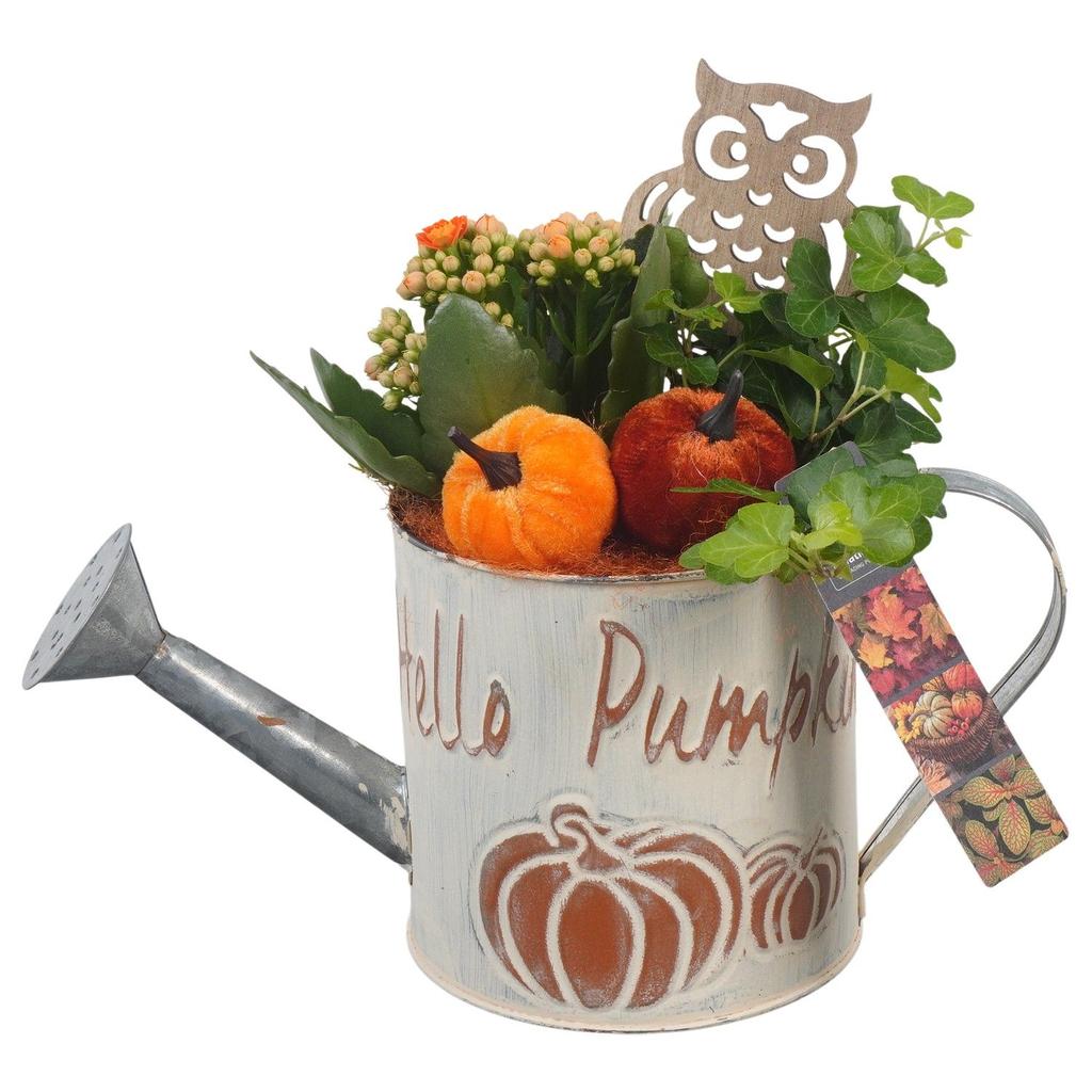 Picture of PTHI5341 Arrangement Autumn Indoor in metal watercan P12 23cm