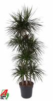Dracaena Magenta 120-carrousel