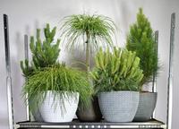 Coniferen in varieties