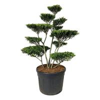 Ilex cr. Blondie