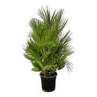 Chamaerops humilis