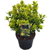 Euonymus jap. Aureomarginatus