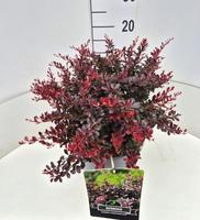 Berberis thu. Atropurpurea Nana