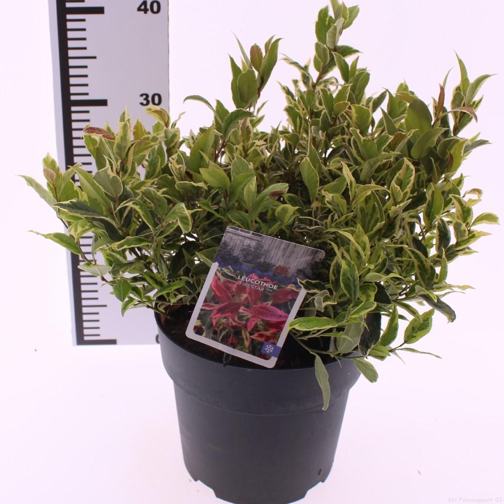 Picture of Leucothoe Firestar P21 (4 Ltr)