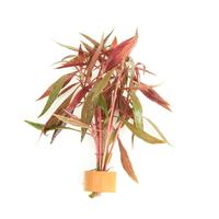 Alternanthera rosafolia BUNDEL 5cm Tray 10 × 60 £ 1.25 (Tray) £ 1.23 Shelf £ 1.22 Trolley Tray £ 1.25 × 10 (0.3%)