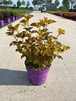 Physocarpus opu. Amber Jubilee / First Editions