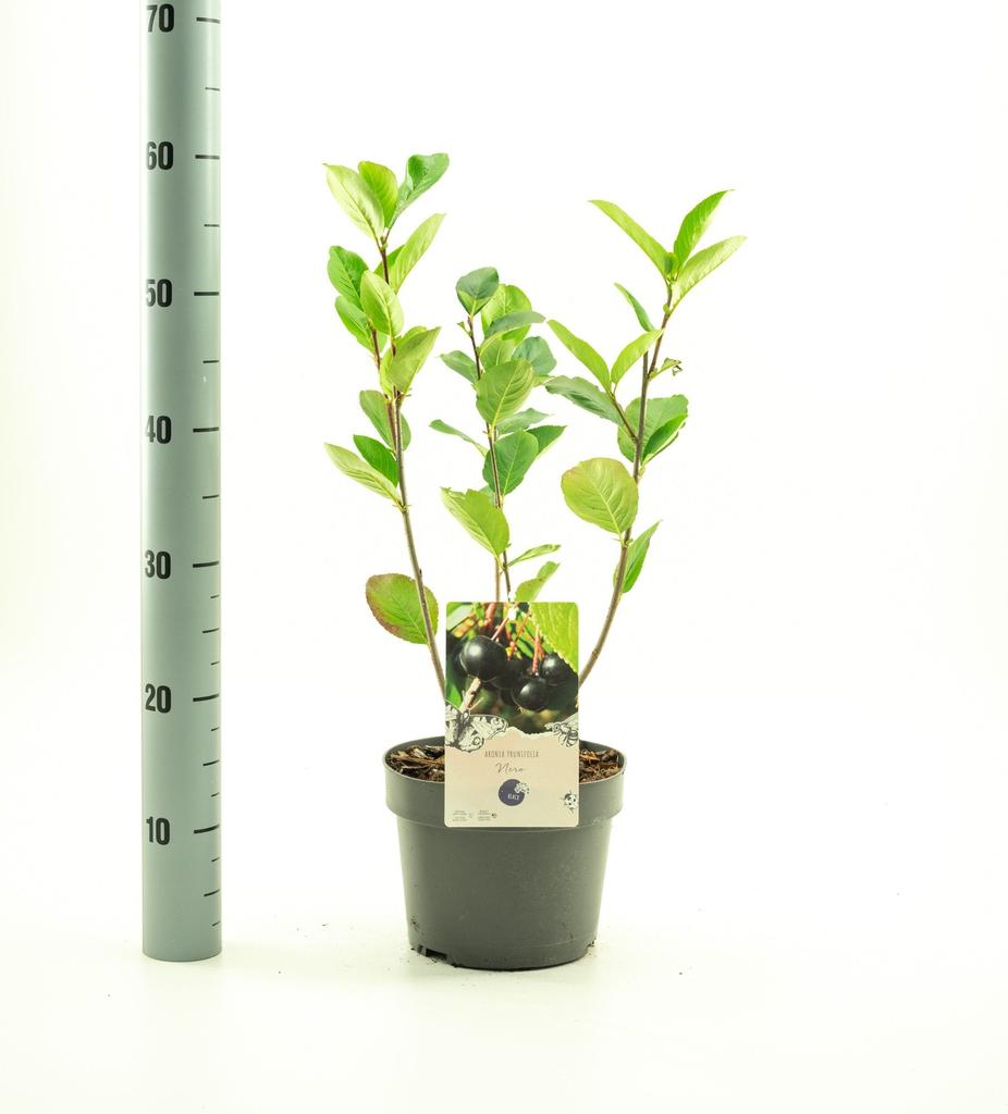 Picture of Aronia prun. Nero P19 (3 Ltr)
