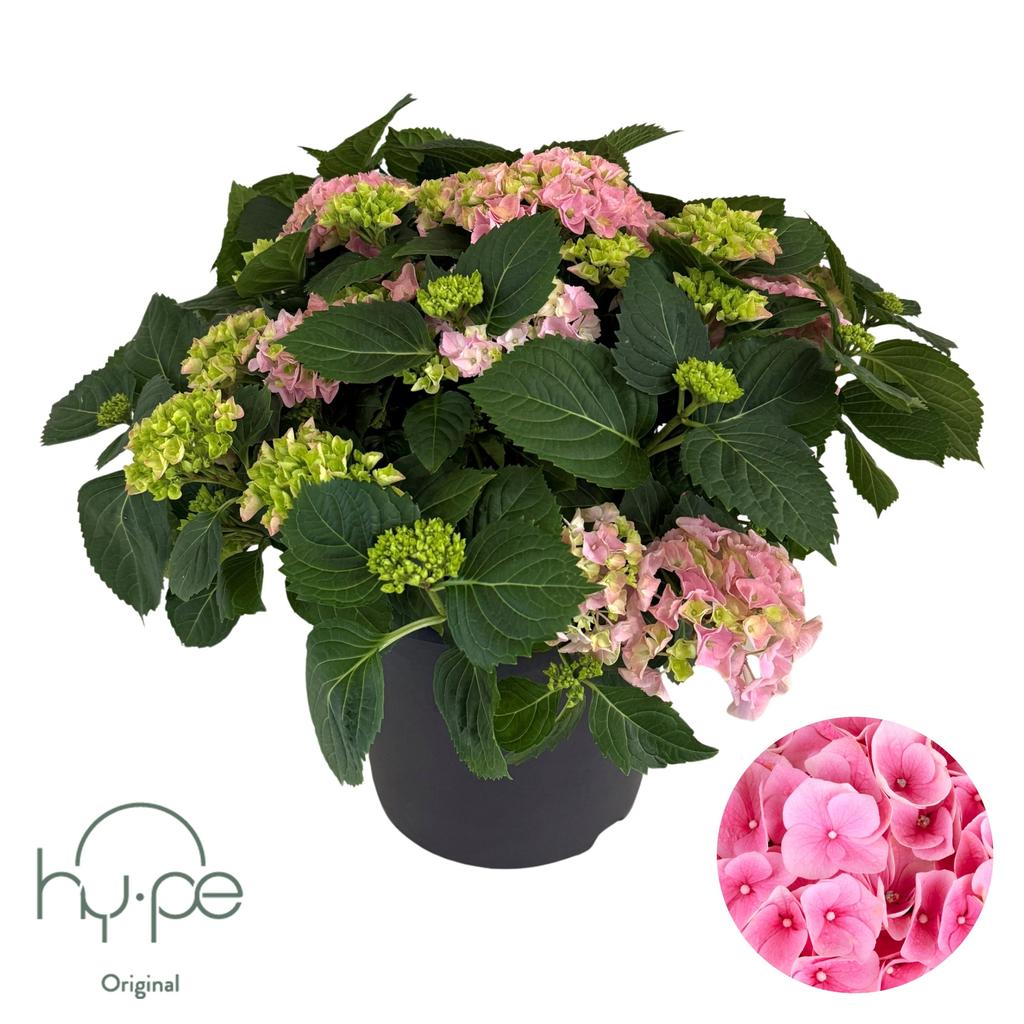 Picture of Hydrangea Mophead Pink 15+ Hy-pe Original P29 60CM
