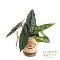 Alocasia scalprum
