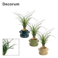 Nolina recurvata bulb in Lucy ceramics Top blend-collection