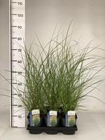 Miscanthus sin. Kleine Silberspinne