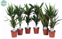 Houseplants Marcos in 4 varieties