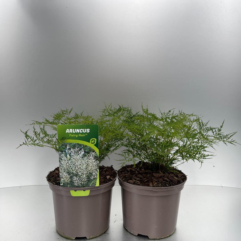Picture of Aruncus Fairy Hair P17 (2 Ltr)