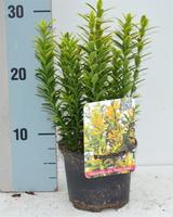Euonymus jap. Microphyllus Aureovariegatus