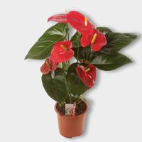 Anthurium Turenza